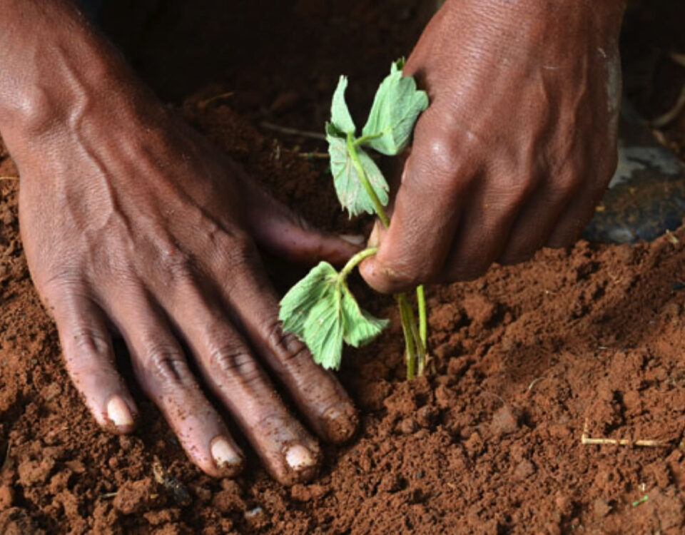 Certificação orgânica, uma saída para a agricultura familiar