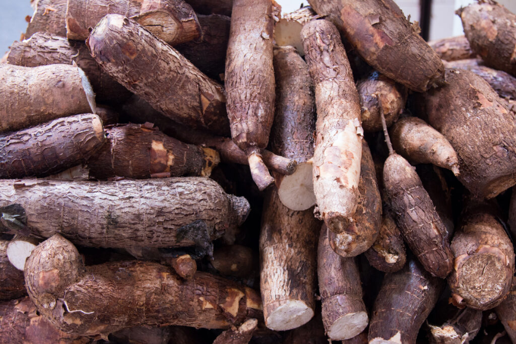 manihot esculenta commonly called cassava manioc yuca macaxeira mandioca aipim food market