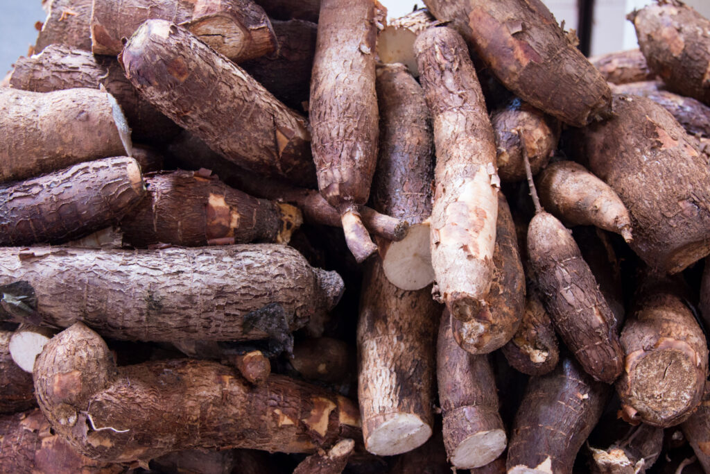 manihot esculenta commonly called cassava manioc yuca macaxeira mandioca aipim food market scaled