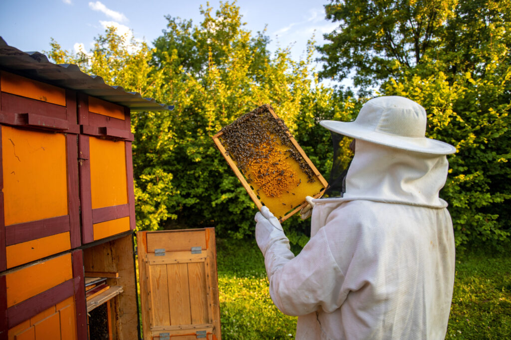 view beekeeper collecting honey beeswax scaled