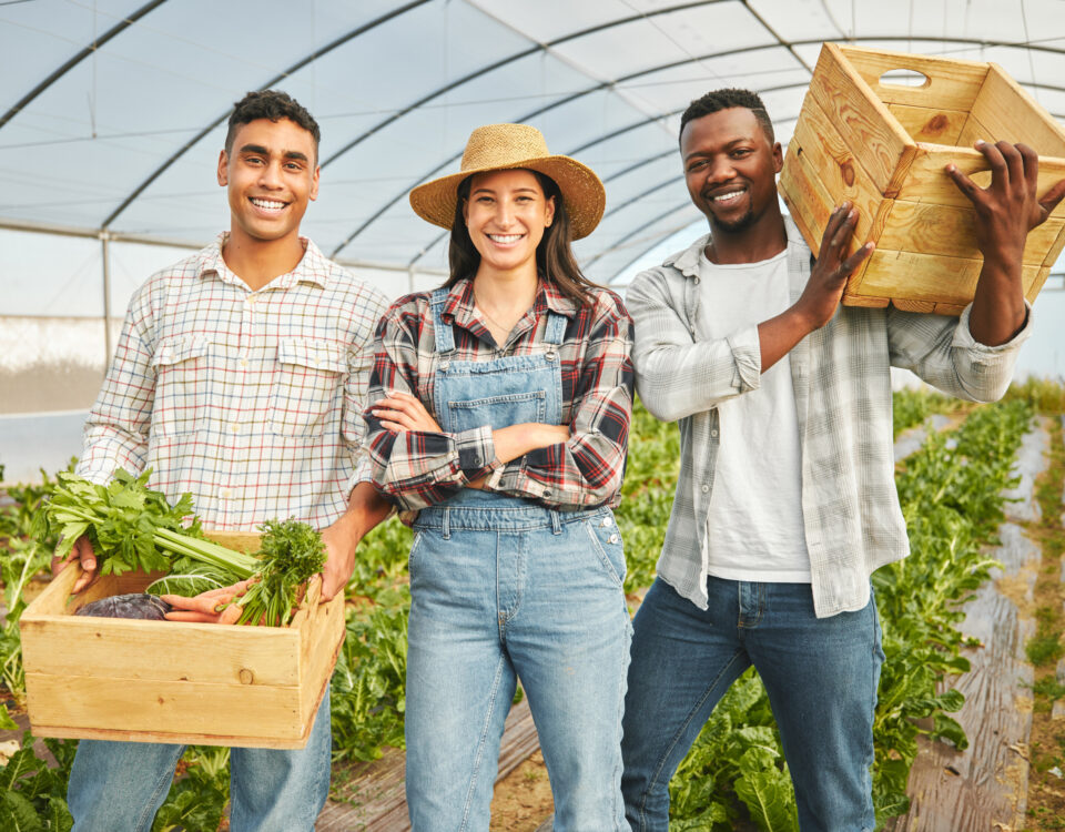 greenhouse business people portrait with vegetables harvesting fresh produce farming growth teamwork farmers agriculture with basket gardening nutrition healthy food